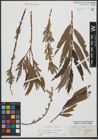 Foto von Salix triandra L. x Salix viminalis L.